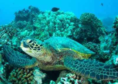 A sea turtle in a coral reef in Australia