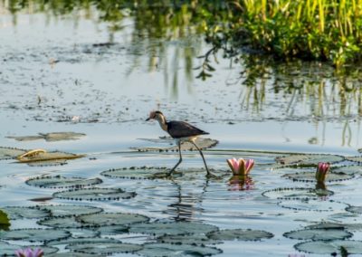 A bird stepping on water lilies in Australia