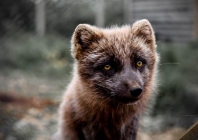 A close-up of an arctic fox