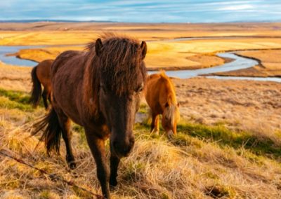 Icelandic ponies on the steppe in Iceland