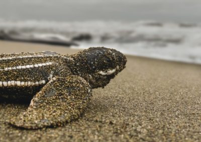 Baby sea turtle covered in sand on a Costa Rican beach