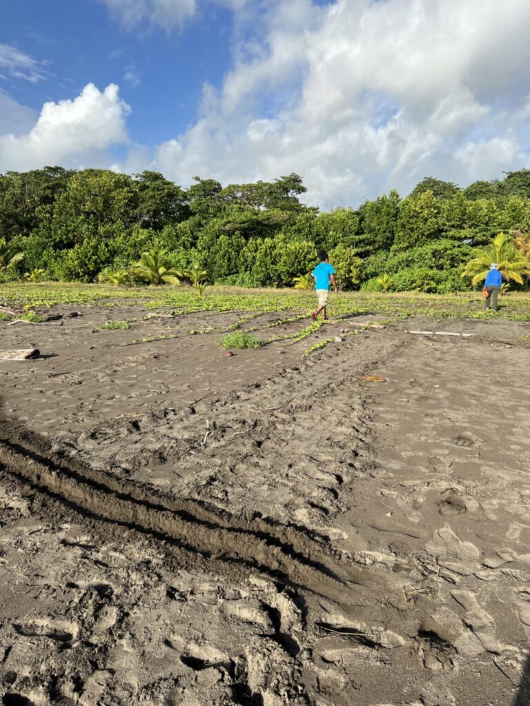 Student walking over sand in with background of tropical greens.