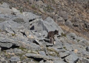 arctic fox on rocks