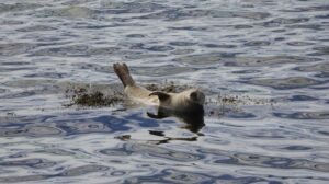 Harbour seal swimming in the water