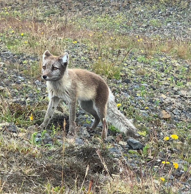 Small arctic fox in grass.