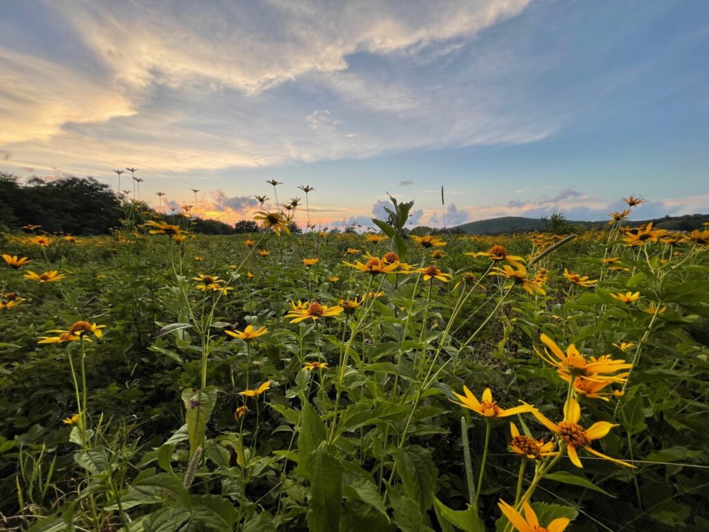 Green field full of yellow flowers.