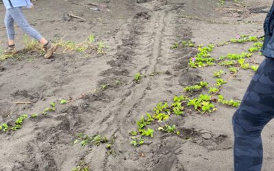 Highlight from Costa Rica: Turtle Patrol